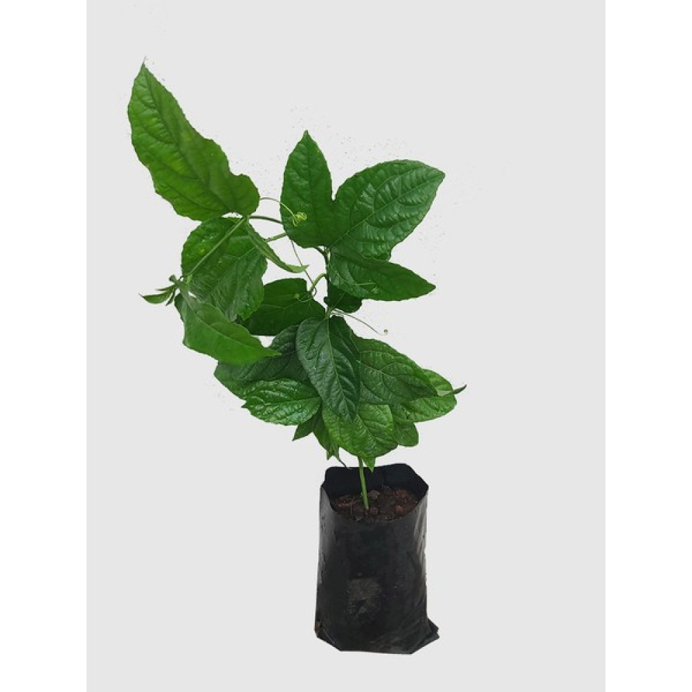 Köyceğiz Bitki Dünyası Çarkıfelek Fidesi ( Passiflora ) Oto Boyaları Fiyatı