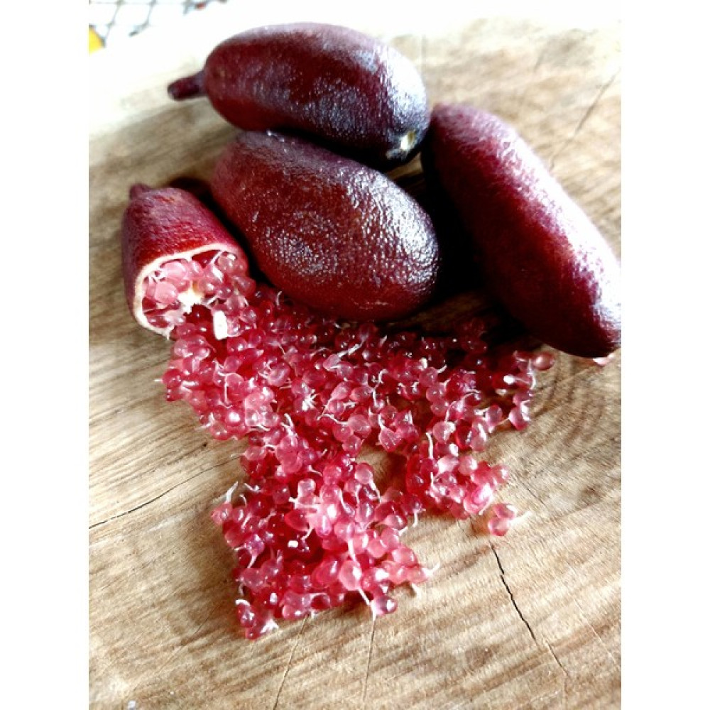 Köyceğiz Bitki Dünyası Havyar Limon (Finger Lime Kırmızı) Red Champagne Oto Boyaları Fiyatı