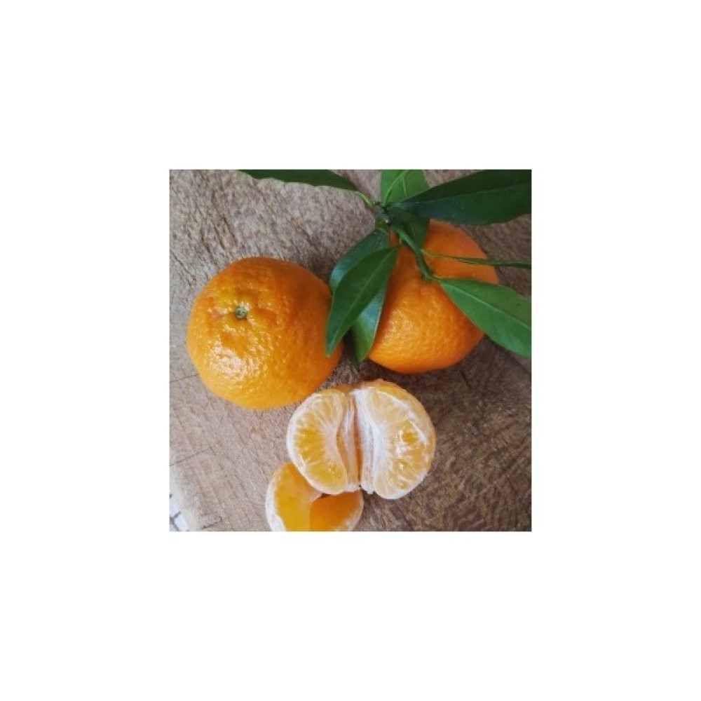 Köyceğiz Bitki Dünyası Klemantin Mandalina Fidanı (Aşılı Mandalina Fidanı) Fidan Fiyatı