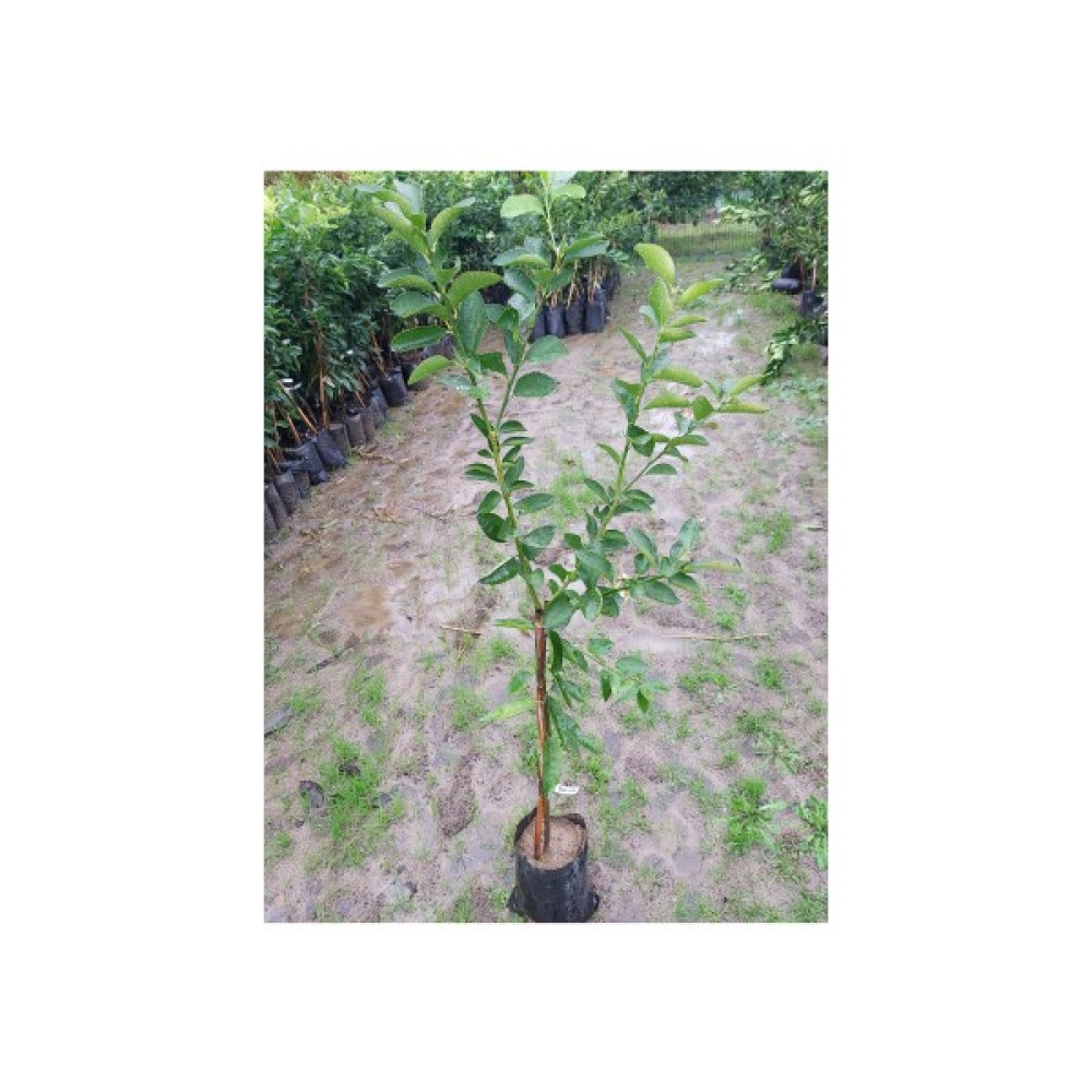 Köyceğiz Bitki Dünyası Lime Fidanı (Misket Limon) Aşılı Lime Fidanı Fidan Fiyatı