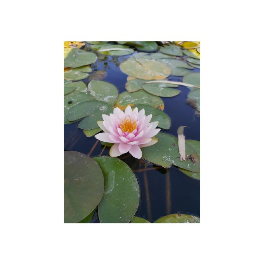 Köyceğiz Bitki Dünyası Saksıda Nilüfer Çiçeği (Pembe) Lotus Çiçeği ( N. Hollandia) Oto Boyaları Fiyatı