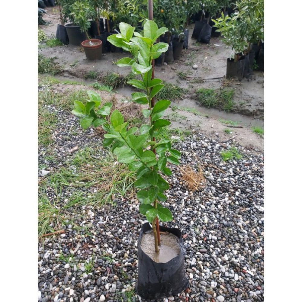 Köyceğiz Bitki Dünyası Thornless Mexican Lime Fidanı (Dikensiz Meksika Lime Limonu) Fidan Fiyatı