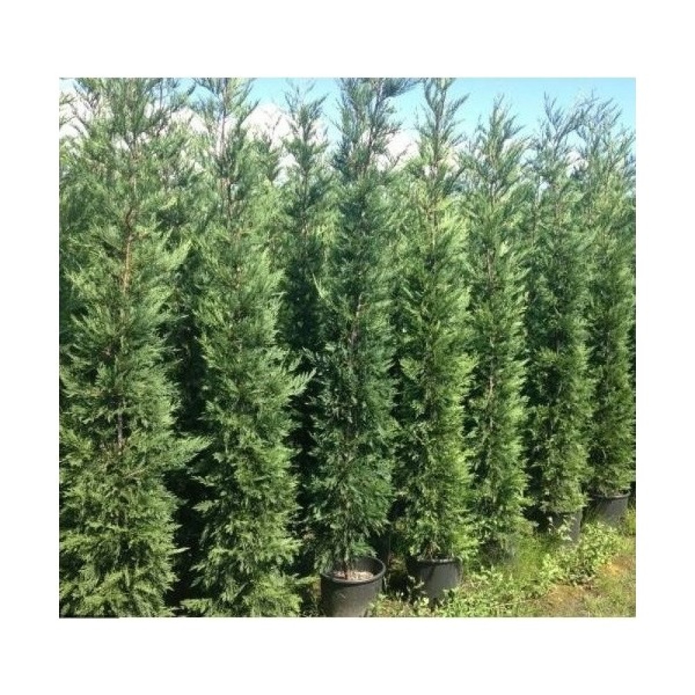 Kuralkan Leylandi Saksı Cupressocyparis Leylandii 150-175 cm Bitki Fiyatı