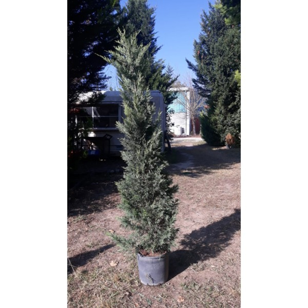 Kuralkan Leylandi Saksı Cupressocyparis Leylandii 200 cm - 200cm Saksı ve Aksesuarları Fiyatı