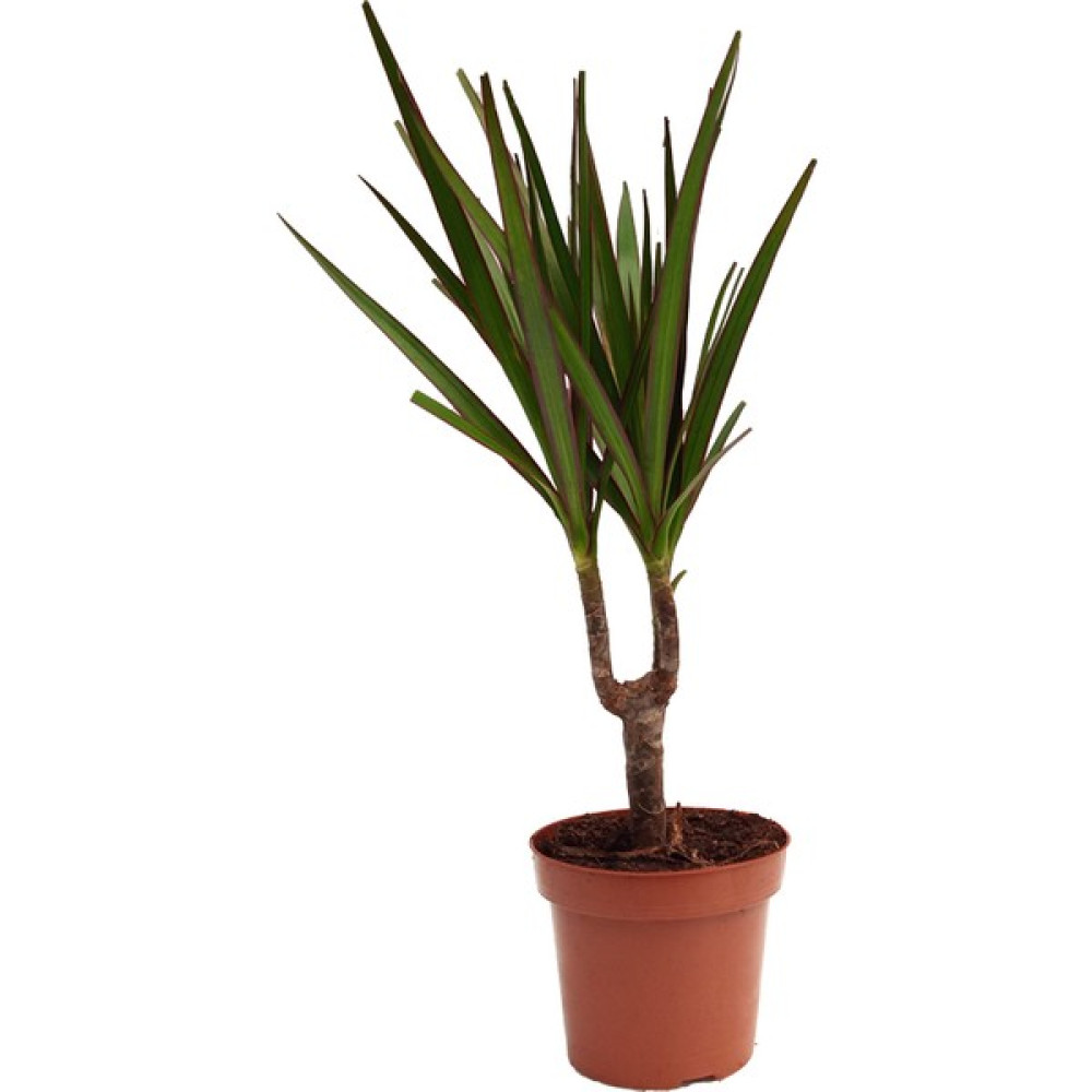 Kutukutucicek Dracaena Marginata Ejderha Ağacı Oto Boyaları Fiyatı