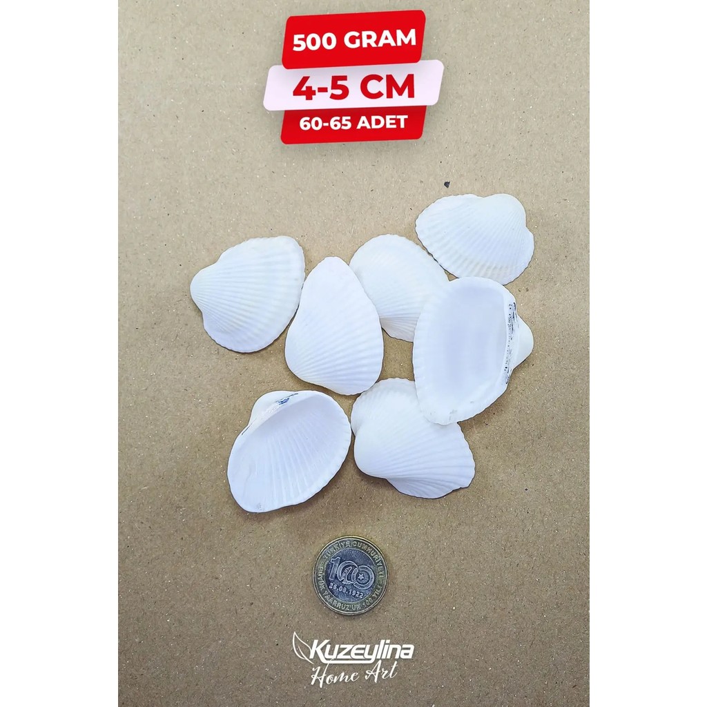 Kuzeylina Doğal Deniz Kabuğu 500 Gram Büyük Boy 4-5 cm Dekorasyon İçin Uygun Diğer Fiyatı