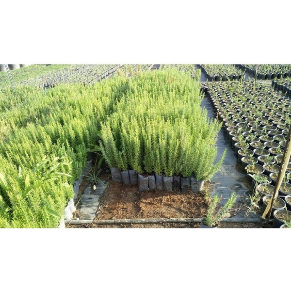 Lala Ahmet Botanik 10 Adet Biberiye Fidanı Rosmanirus Officinalis Kargo Dahil Oto Boyaları Fiyatı