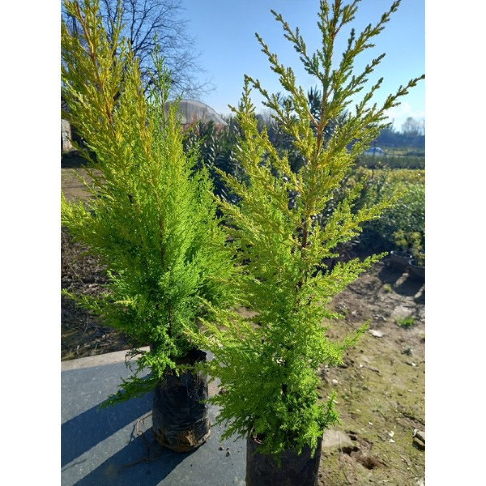 Lala Ahmet Botanik 10 Adet Limon Çamı, (Limon Servi) 60-80 Cm. Siyah Poşette Bitki Fiyatı