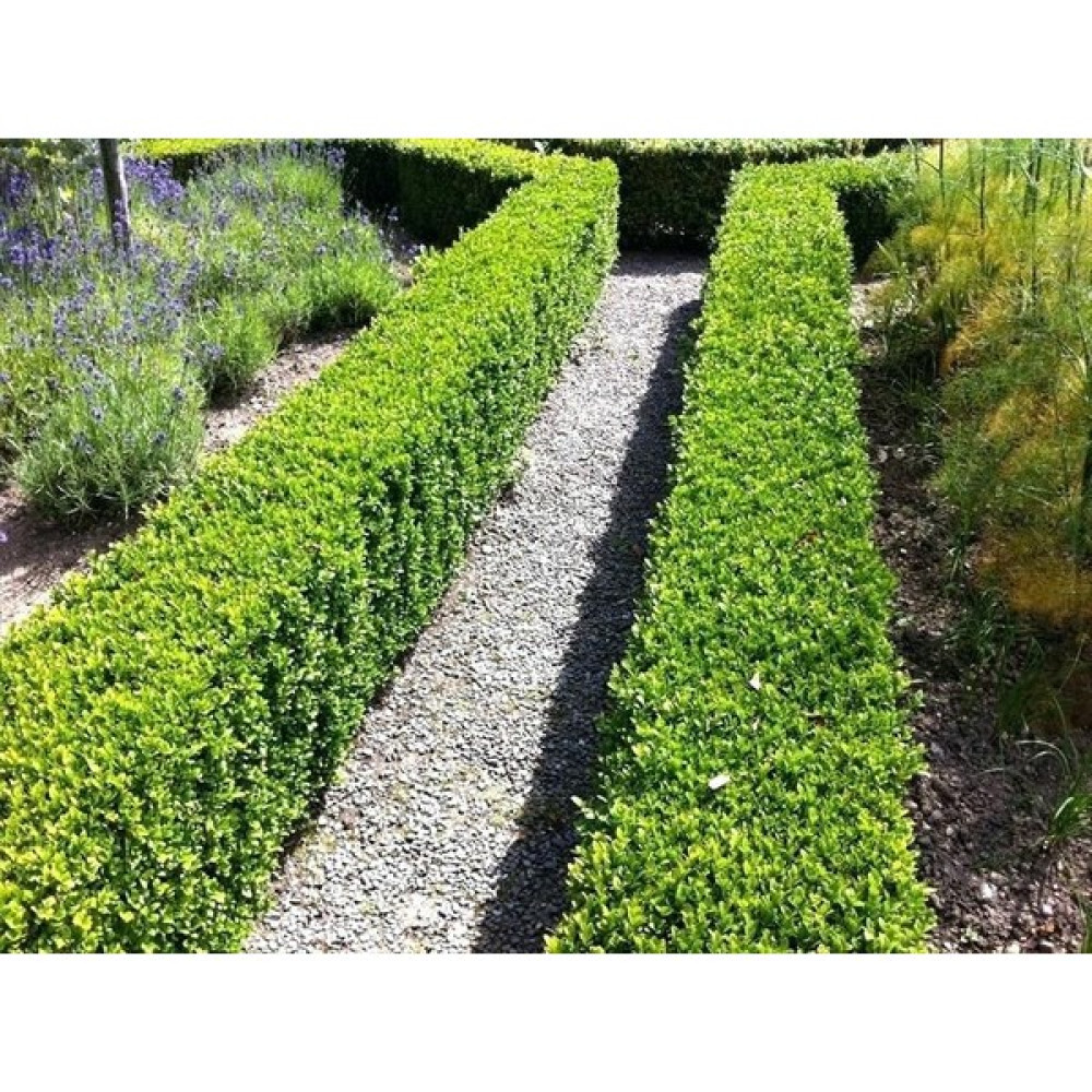 Lala Ahmet Botanik 10 Adet Tüplü Kurtbağrı(Ligustrum) Fidanı 40-60 Cm. Oto Boyaları Fiyatı