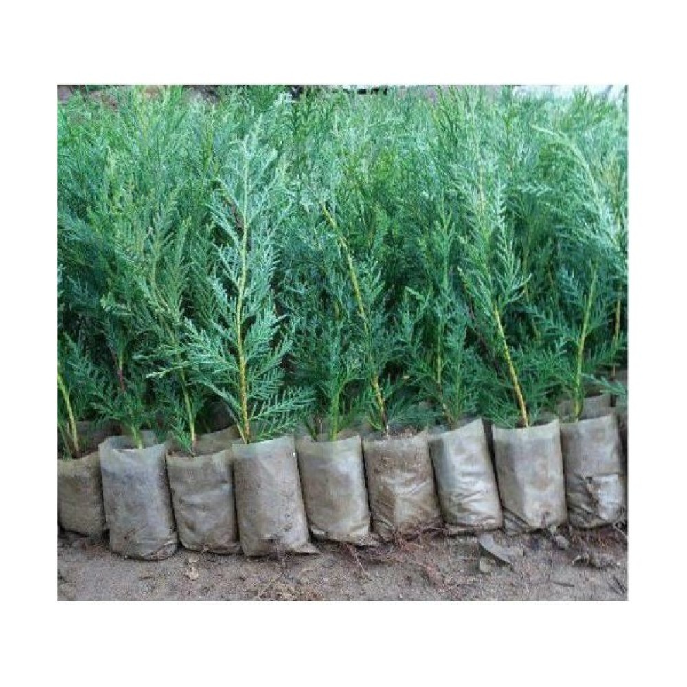 Lala Ahmet Botanik 40 Adet Küçük Torbada Leylandi Fidanı (Çit Çamı) 15-25CM. Yetiştirmek Için Bitki Fiyatı