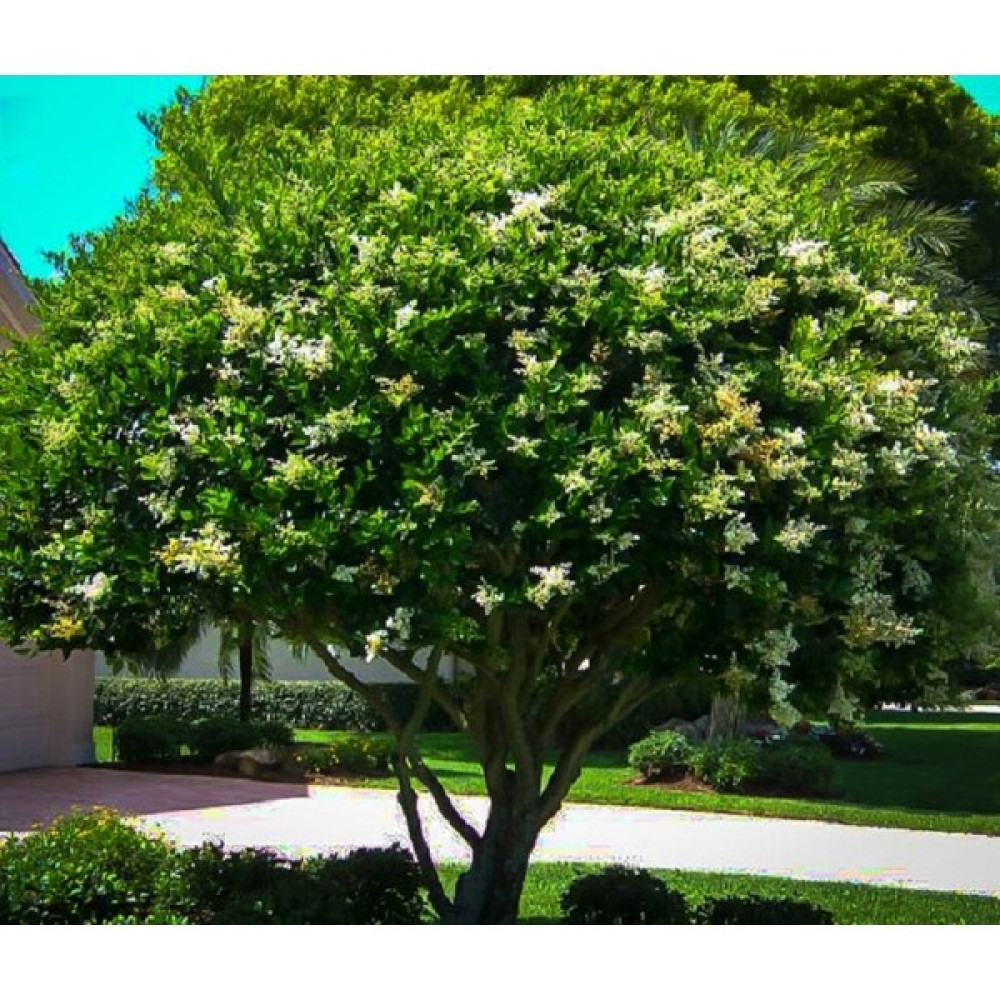 Lala Ahmet Botanik 40 Adet Ligustrum Japonicum (Japon Kurtbağrı),Küçük Tüp Torbalarda, Yaprak Dökmez Bitki Fiyatı