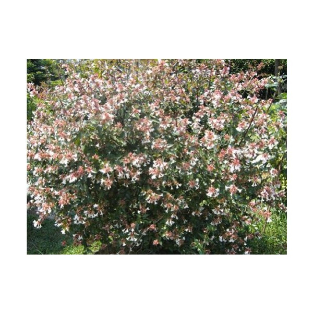 Lala Ahmet Botanik 5'li Abelya Çiçeği (Güzellik Çalısı) 40-50 cm Abelia Chinensis Oto Boyaları Fiyatı