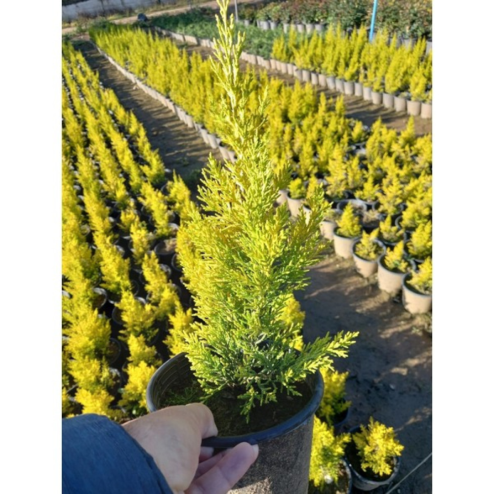 Lala Ahmet Botanik 8 Adet Üreticiden Limon Çamı Limon Servi + 40 Cm. Üzerinde 16 Lık Saksıda Bitki Fiyatı