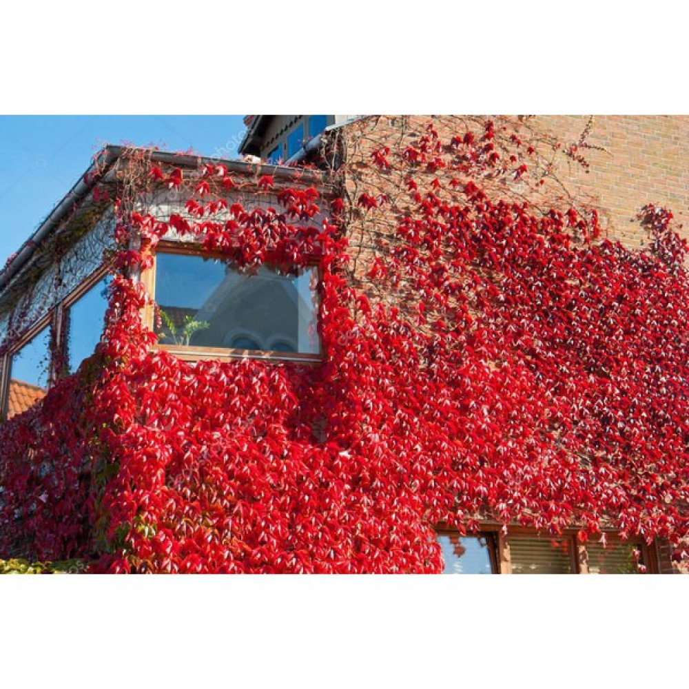 Lala Ahmet Botanik Amerikan Sarmaşığı Fidanı (Parthenocissus Quinquefolia) Tüplü, 40-60 Cm. Oto Boyaları Fiyatı