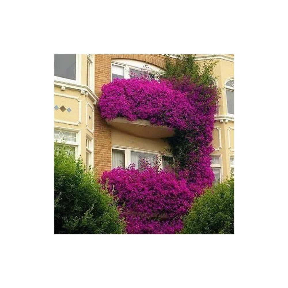 Lala Ahmet Botanik Begonvil Fidanı Sarıcı (Gelin Duvağı) Bougainvillea Spectablis Fidanı - Yok Bitki Fiyatı