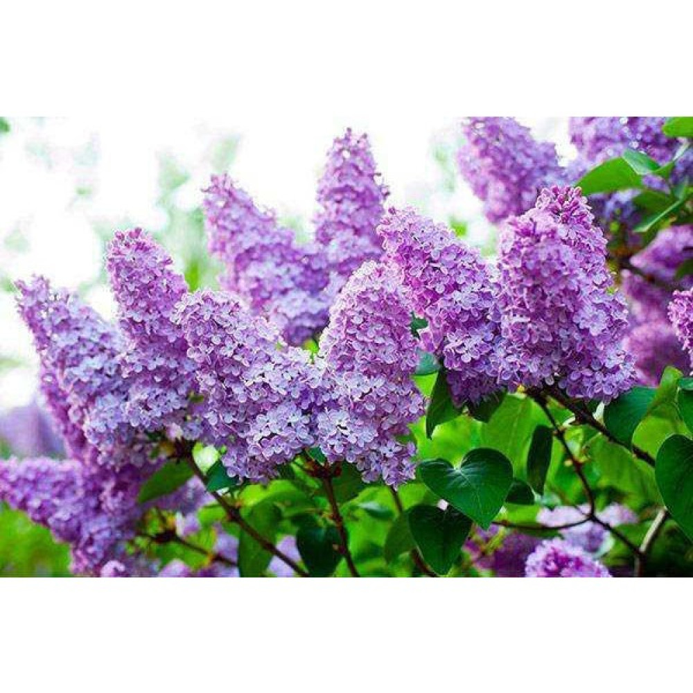 Lala Ahmet Botanik Leylak Fidanı 50 60 cm Syringa Vulgaris Bitki Fiyatı