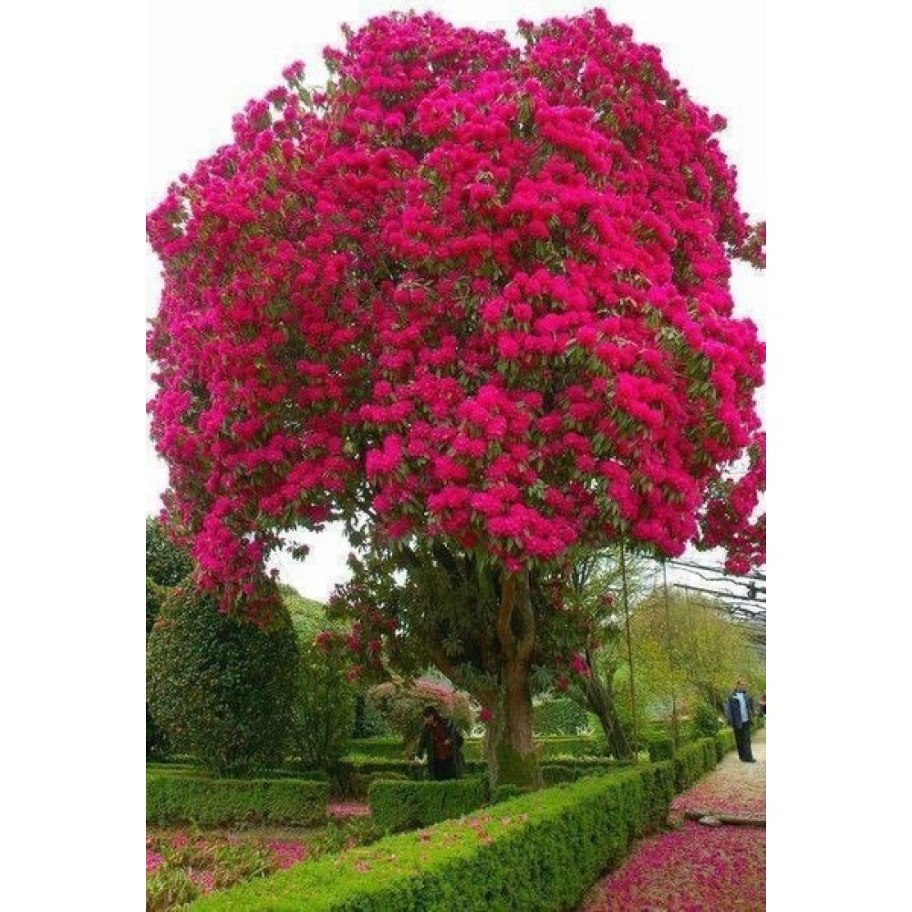 Lala Ahmet Botanik Oya Ağacı Fidanı 50-80 cm Lagerstroemia Indica Bitki Fiyatı
