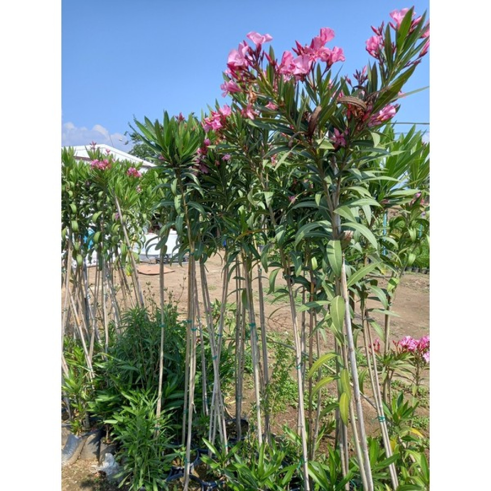 Lala Ahmet Botanik Tijli Pembe Zakkum Ağacı 1,70-200 Cm. Nerium Oleander Bitki Fiyatı