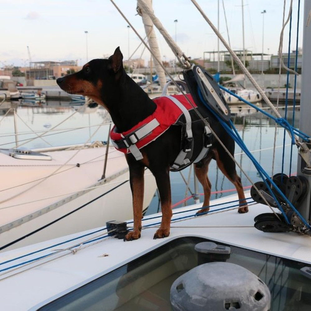 Lalizas Comfy Köpek Can Yeleği , 5-10KG, S,kırm. Oto Boyaları Fiyatı