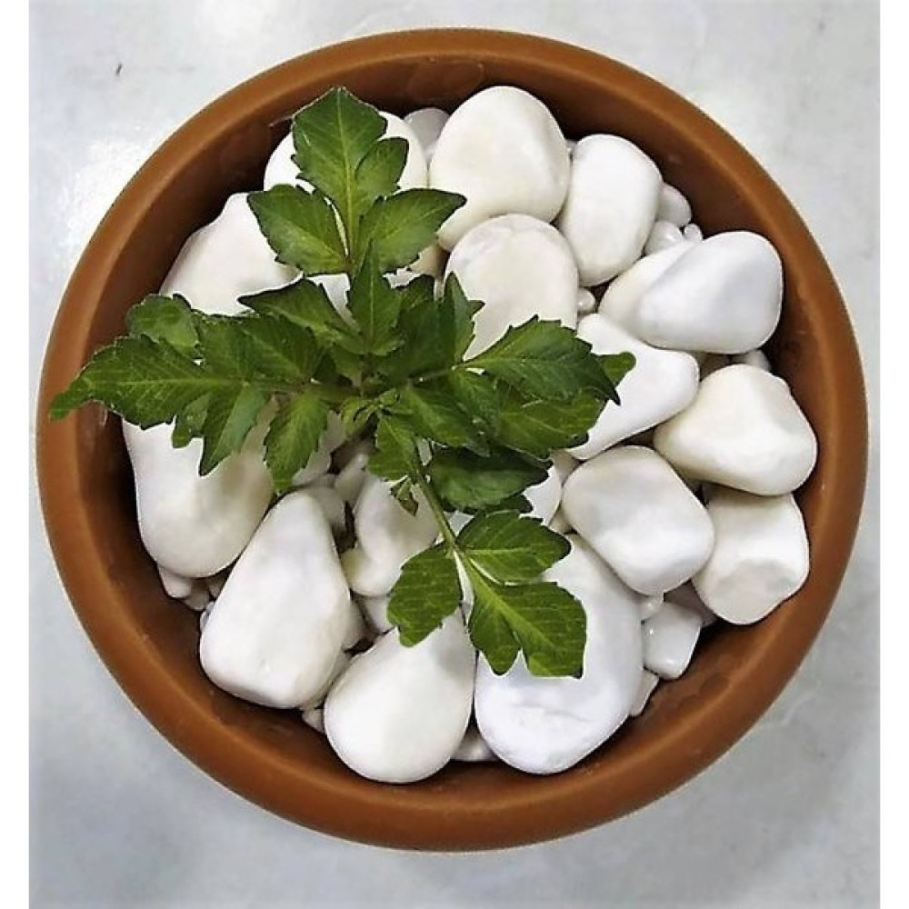 Lateksya Beyaz Dolomit Taşı(1 Kg,2-4 Cm) Çakıl Dere Taşı Dekoratif Bahçe Taşı Akvaryum Teraryum Saksı Süsü Dekoratif Bahçe Ürünleri Fiyatı