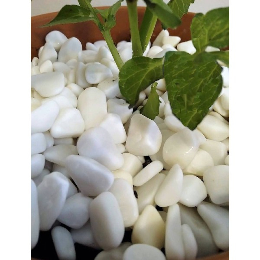 Lateksya Lateksya, Beyaz Dolomit Taşı(1 Kg, 1-2 Cm) Çakıl Dere Taşı Dekoratif Bahçe Taşı Akvaryum Teraryum Saksı Süsü Dekoratif Bahçe Ürünleri Fiyatı