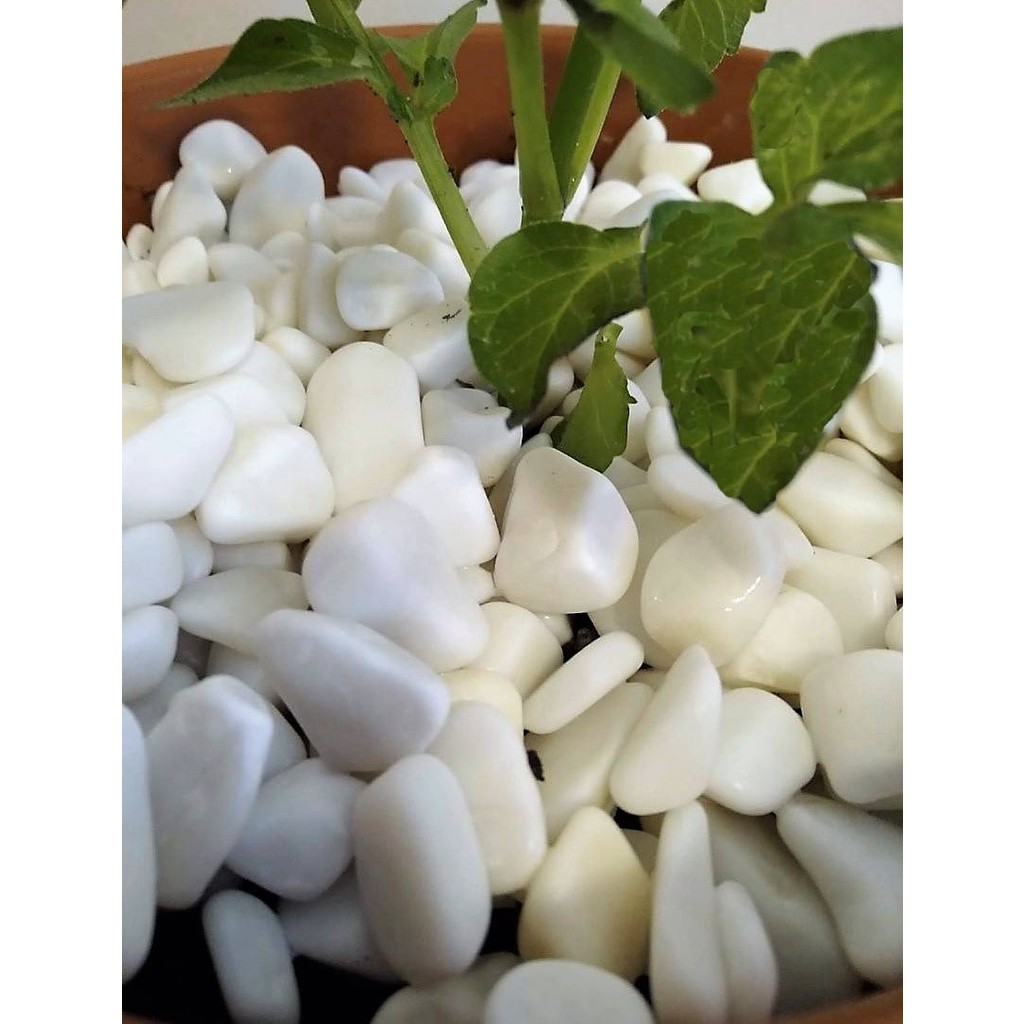 Lateksya Lateksya, Beyaz Dolomit Taşı(1 Kg, 1-2 Cm) Çakıl Dere Taşı Dekoratif Bahçe Taşı Akvaryum Teraryum Saksı Süsü Evcil Hayvan Ürünleri Fiyatı