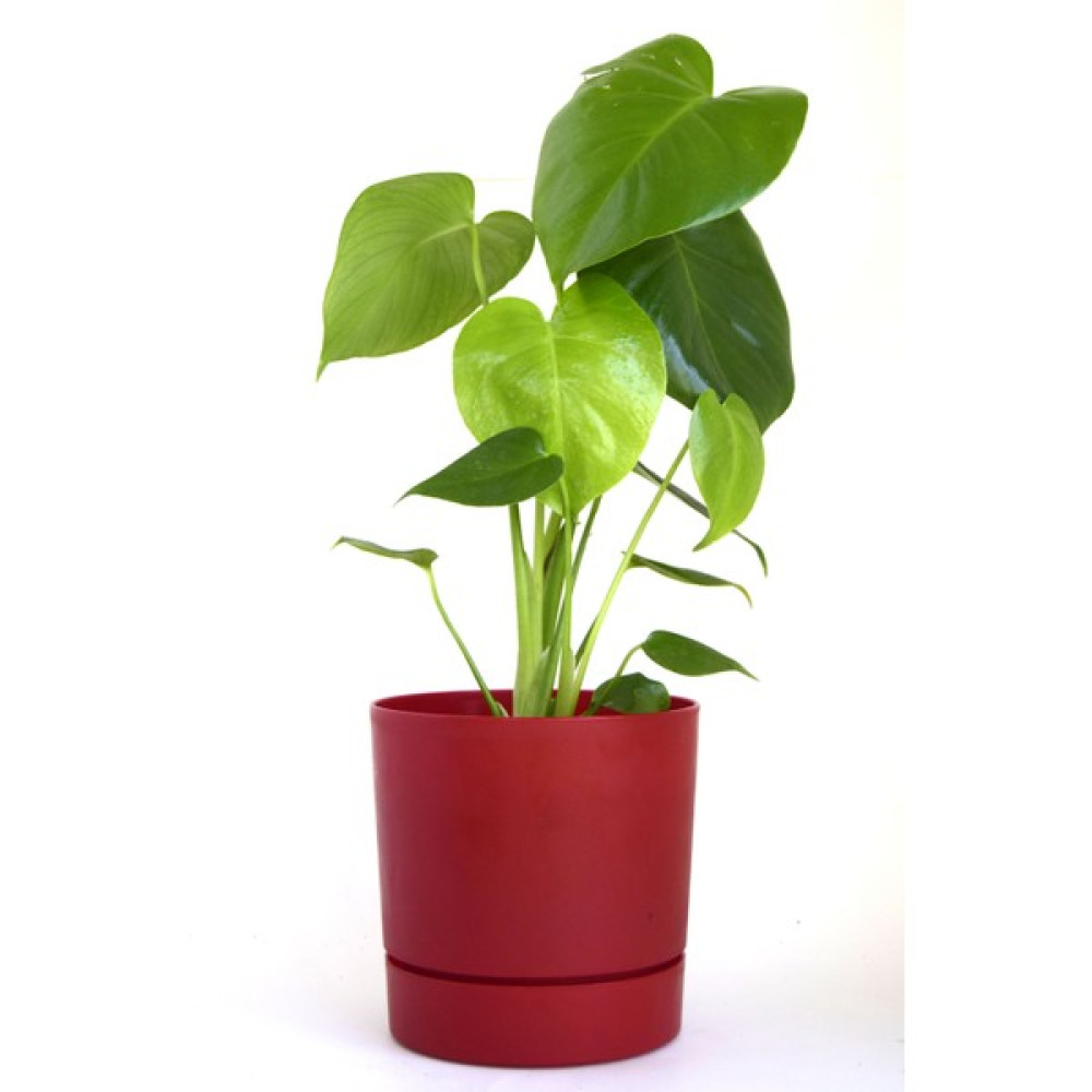 Leo Garden Begonya 3.3 Lt Saksı - Kırmızı Saksı ve Aksesuarları Fiyatı