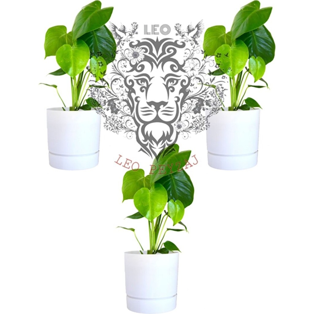 Leo Garden Begonya 3lü Saksı (3,3lt) - Beyaz Saksı ve Aksesuarları Fiyatı