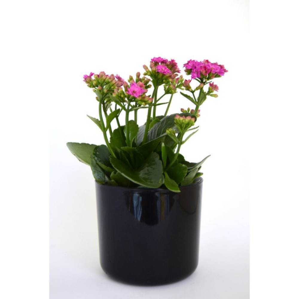 Leo Garden Mimoza-14- Saksı - Antrasit - 13,5*12 CM Saksı ve Aksesuarları Fiyatı