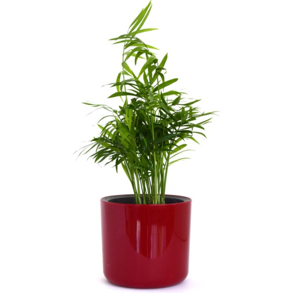 Leo Garden Mimoza-14- Saksı - Kırmızı - 13,5 x 12 cm Saksı ve Aksesuarları Fiyatı