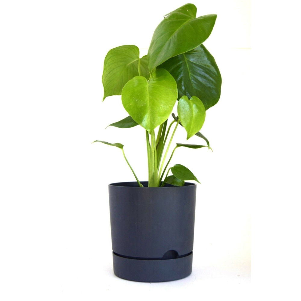 leogarden Begonya 5 Lt Antrasit Saksı (LEOFLOWERS ÜRÜNÜ) Saksı ve Aksesuarları Fiyatı