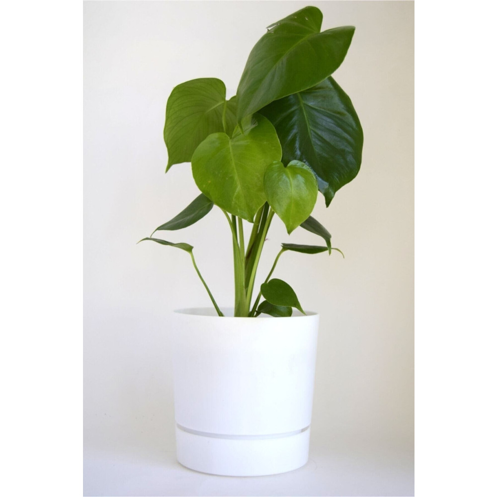 leogarden Begonya 5 Lt Beyaz Saksı (LEOFLOWERS ÜRÜNÜ) Fma07230 Saksı ve Aksesuarları Fiyatı