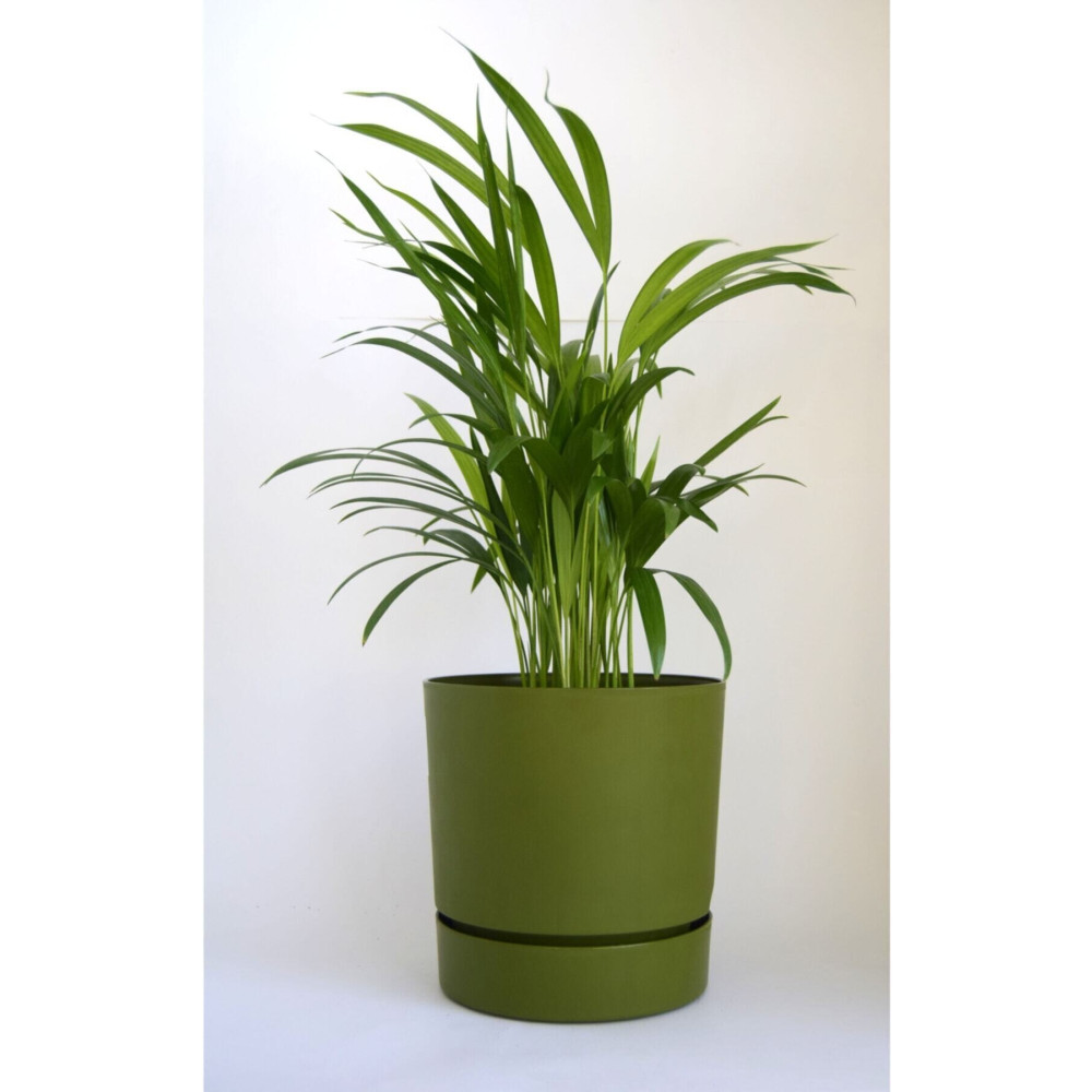 leogarden Begonya 5 Lt Yeşil Saksı (LEOFLOWERS ÜRÜNÜ) Fma044643 Saksı ve Aksesuarları Fiyatı