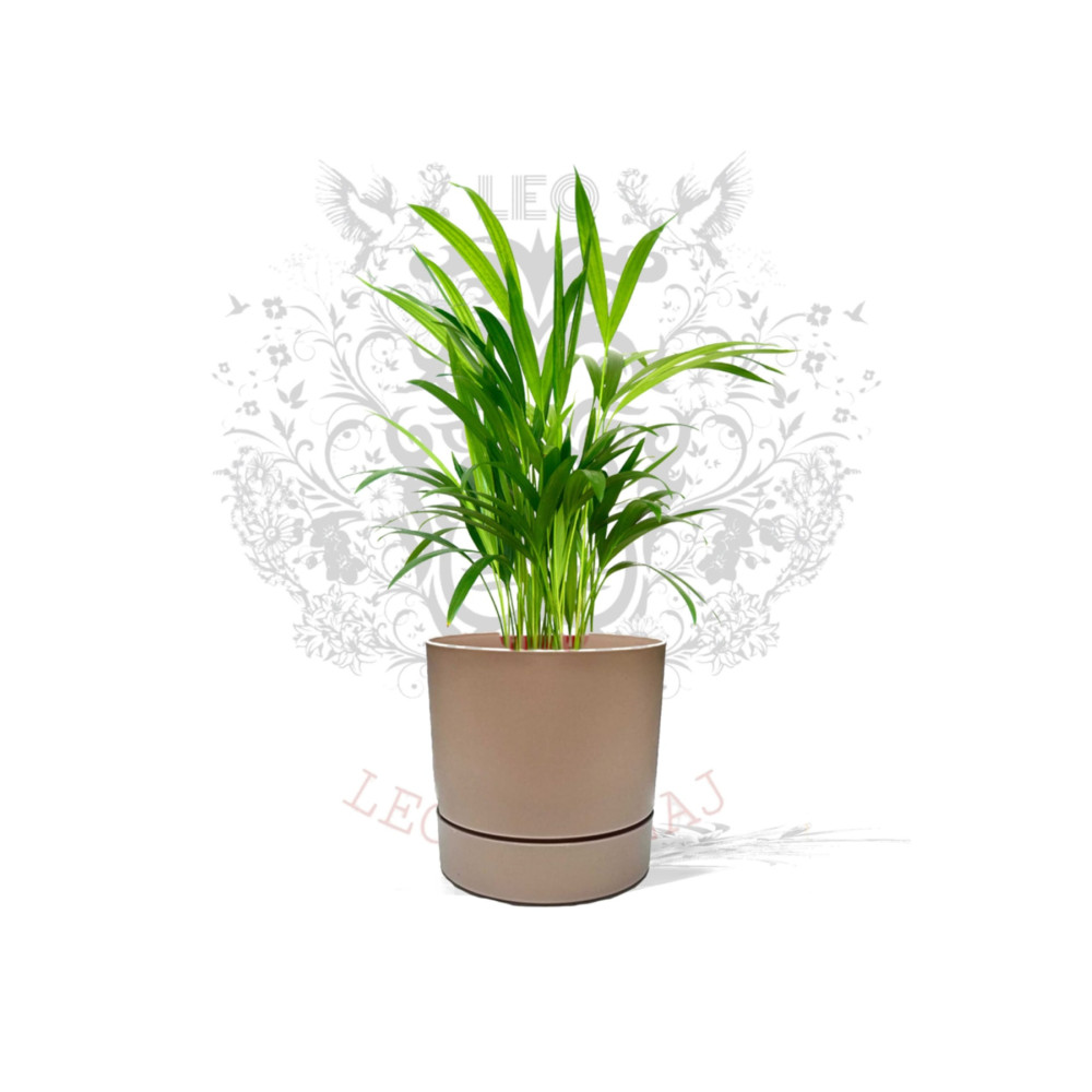 leogarden Begonya 5lt Krem Saksı (leoflowers Ürünü) Saksı ve Aksesuarları Fiyatı