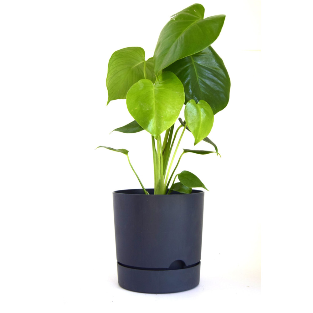 leogarden Begonya Tasarım Antrasit Renkli 3.3 Lt Özel Altlıklı Saksı (LEOFLOWERS ÜRÜNÜ) Fma07191 Saksı ve Aksesuarları Fiyatı