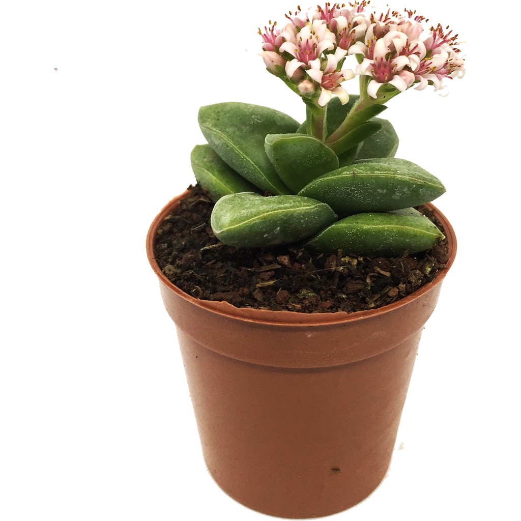 Levant Crassula Spring Time Çiçek Açan Sukulent Diğer Fiyatı