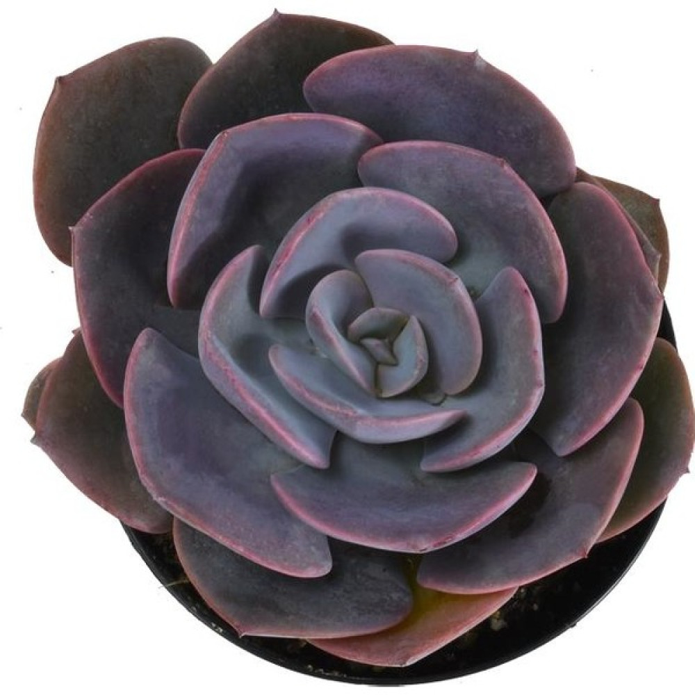 Levant Echeveria Dusty Rose Sukulent Bitki Fiyatı