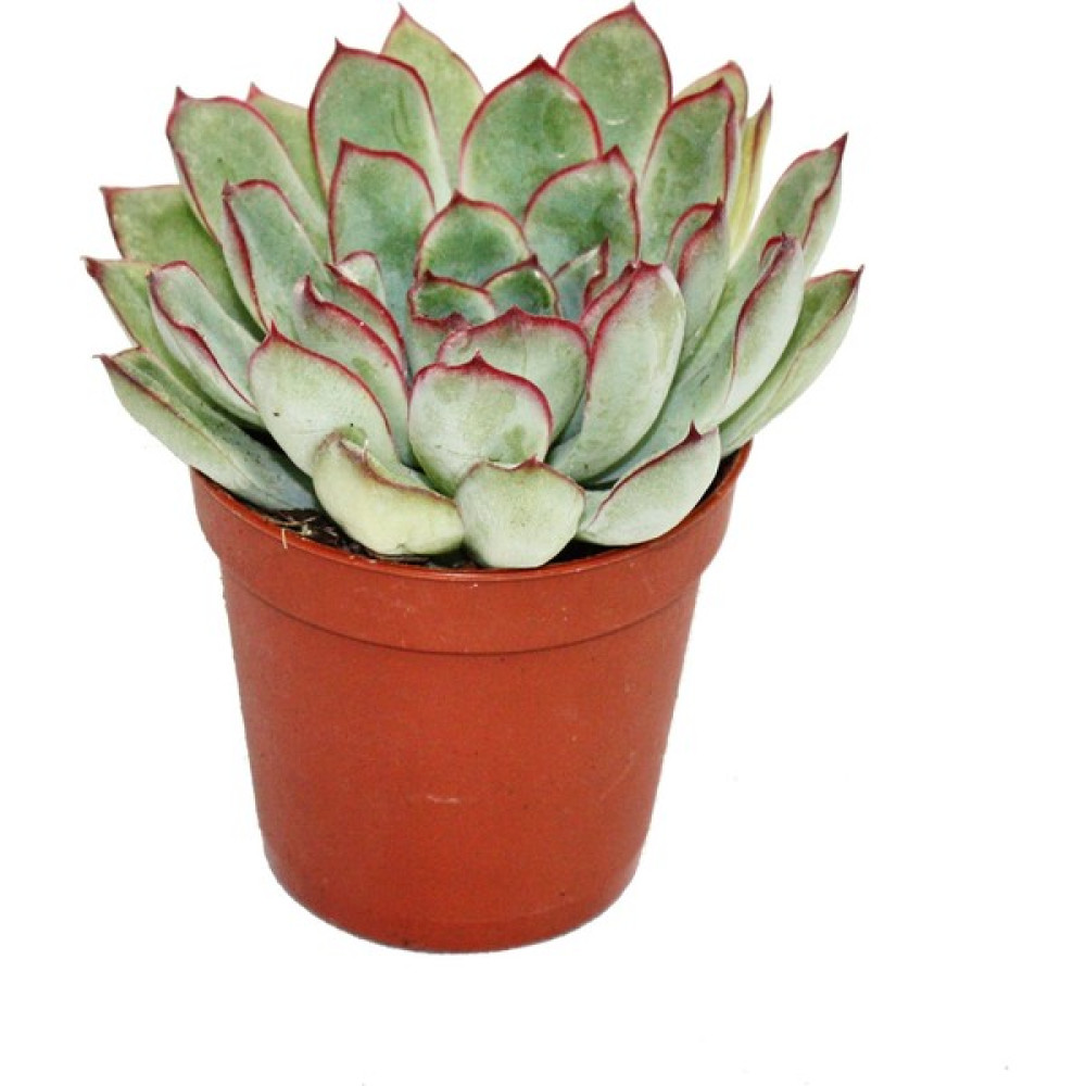 Levant Echeveria Pulidonis Sukulent Lüx Seri Bitki Fiyatı