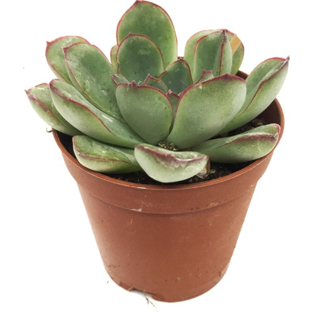 Levant Echeveria Starlite Sukulent Bitki Fiyatı