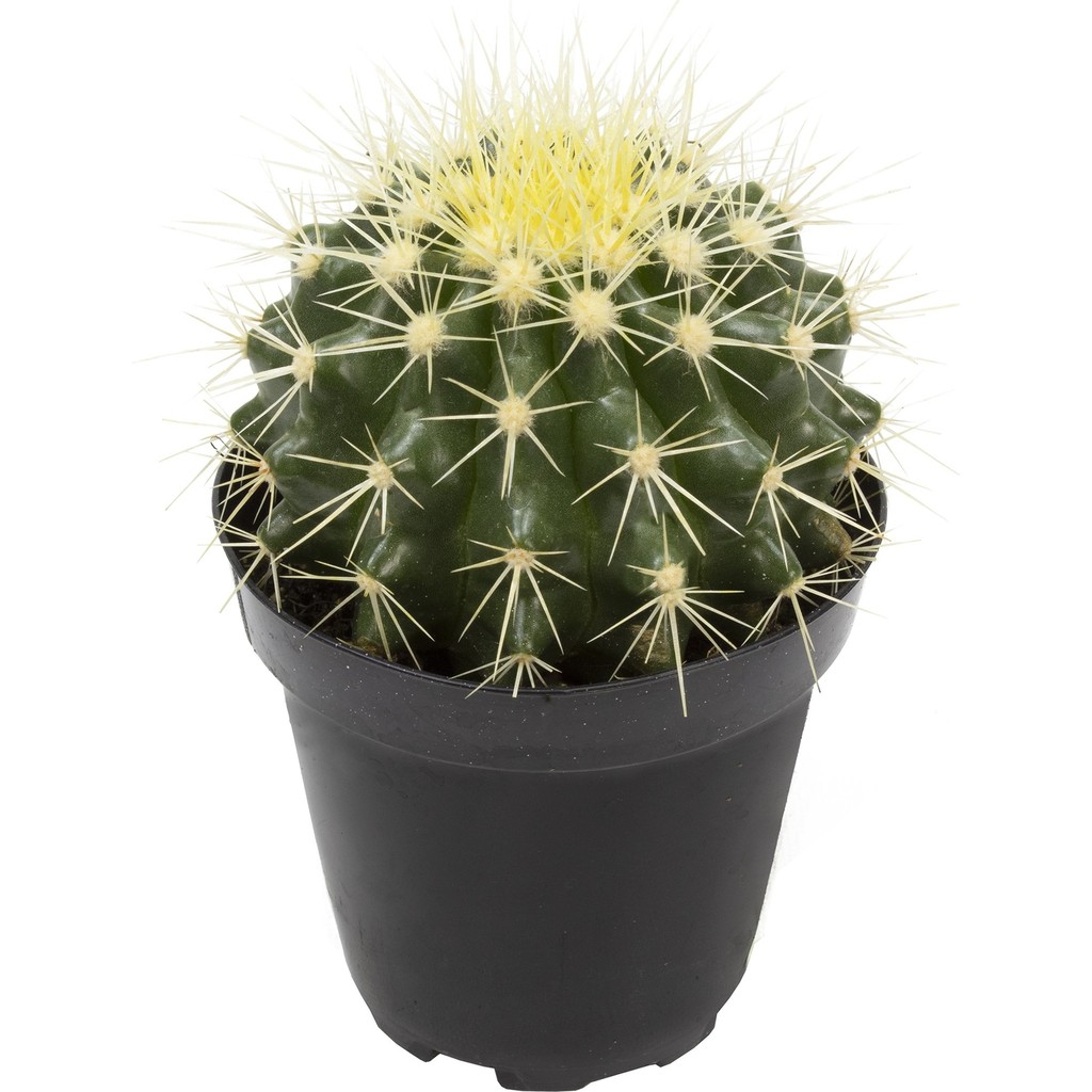 Levant Echinocactus Grusonii Golden Barrel Kaktüs Diğer Fiyatı