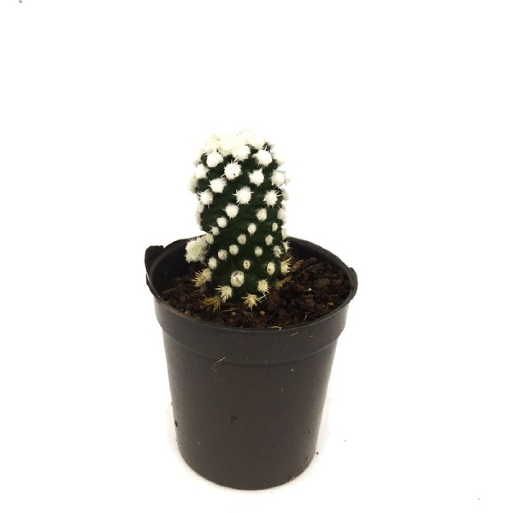 Levant Mamillaria Luethyi Kaktüs Bitki Fiyatı