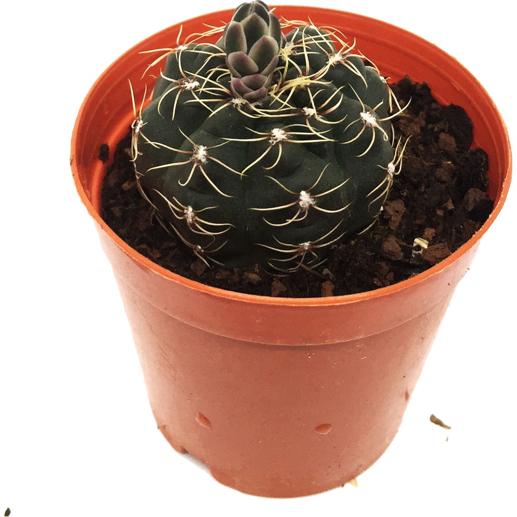 Levant Mamillaria Setrabus Kaktüs Diğer Fiyatı