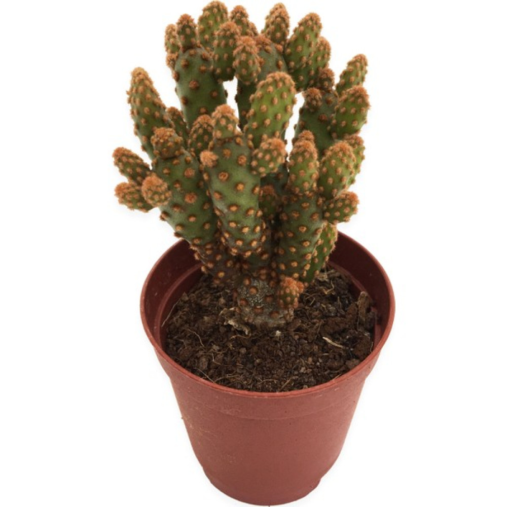 Levant Opuntia Rufida Minima Red Kaktüs 5,5 cm Saksıda Bitki Fiyatı