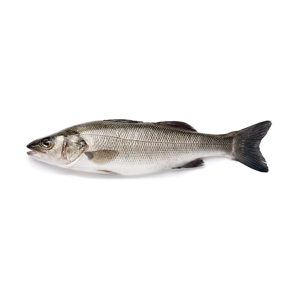 Levrek 400-600 g Deniz Ürünü Fiyatı
