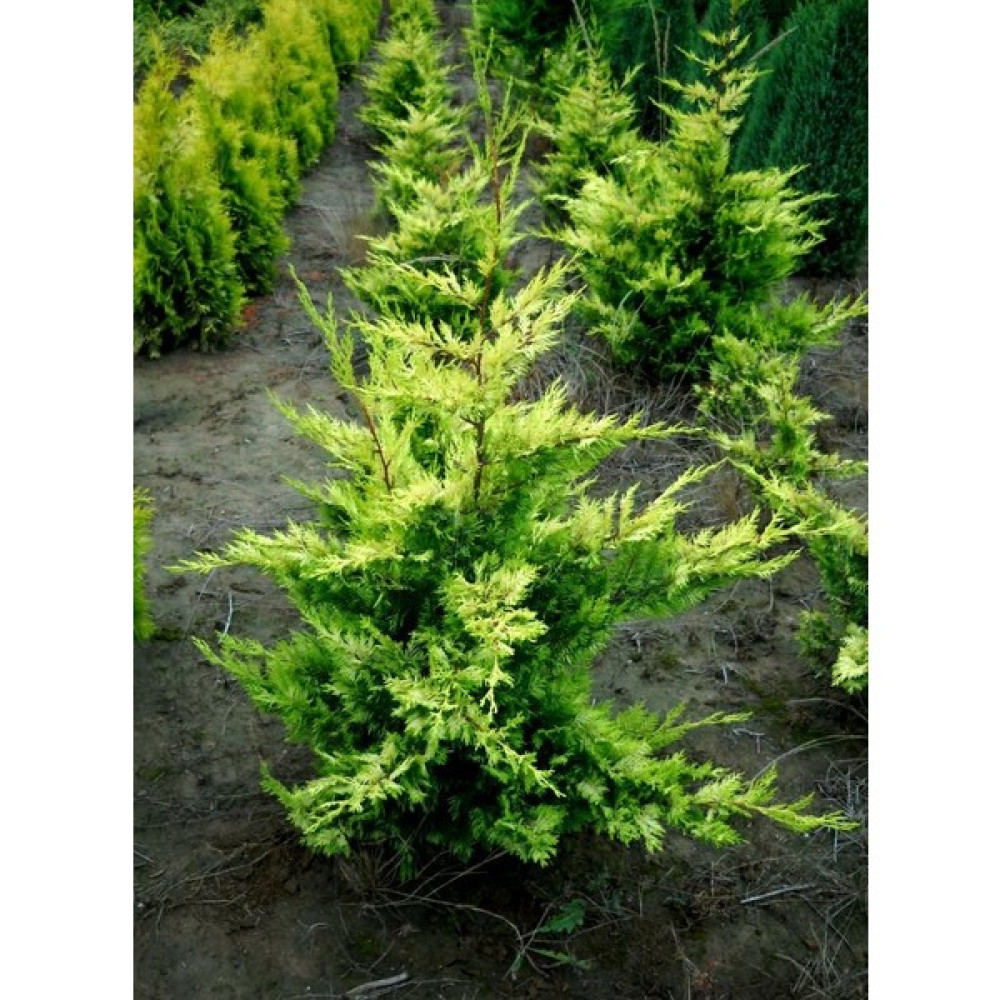 leylandii Gold Rider Sarı Leylandi Aşılı 80-100 cm boy Saksıda Oto Boyaları Fiyatı
