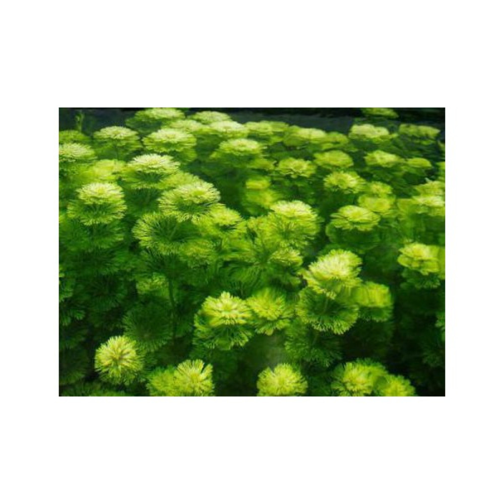 Limnophila Sessilifloralimnophila Sessiliflora - 1 Bağ Akvaryum Bitkisi - 5 Kök Evcil Hayvan Ürünleri Fiyatı