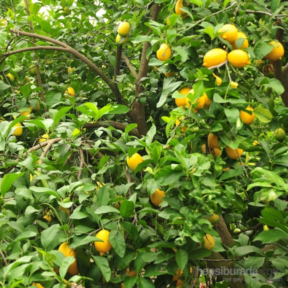 Limon (Organik) 5 kg Oto Boyaları Fiyatı