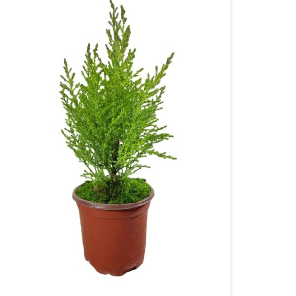 Limoni Servi(Cupressus Macrocarpa ‘goldcrest’),limon Çamı 25-30CM Bitki Fiyatı