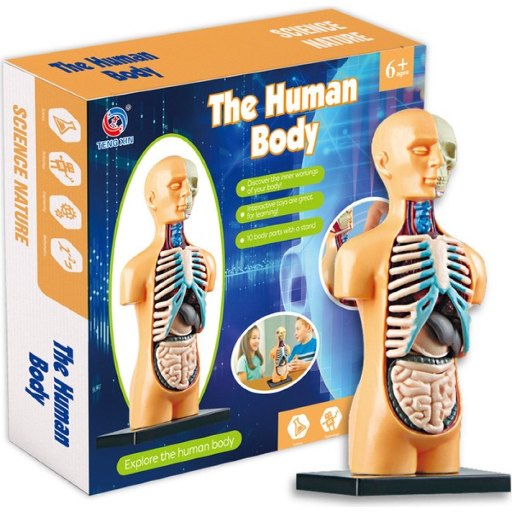 Liveasy 3D Insan Vücudu Anatomisi Modeli Montajlı Oyuncak (Yurt Dışından) Eğitici Oyuncak Fiyatı