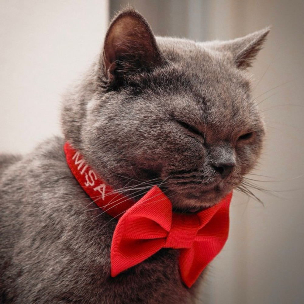 Lusi Doog Isimli Papyonlu Kedi Boyun Tasması Papyonlu Kedi Tasması Kişiye Özel Papyonlu Tasma - Kırmızı Evcil Hayvan Ürünleri Fiyatı